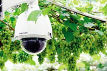 農業(yè)果蔬大棚監(jiān)控無線組網(wǎng)方案