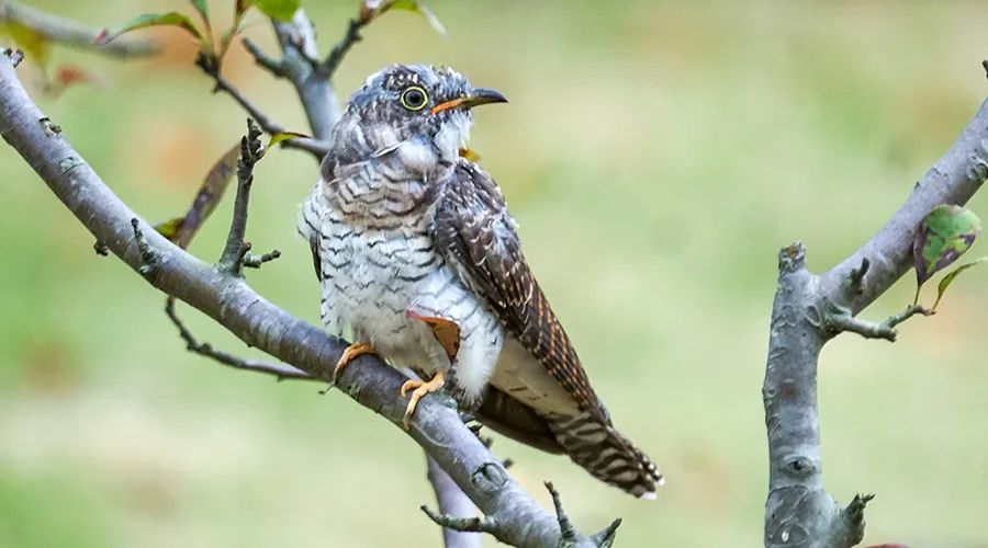 移遠(yuǎn)通信物聯(lián)網(wǎng)整體解決方案，助力小型鳥類實現(xiàn)全球追蹤